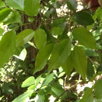 Flacourtia jangomas (Lour.) Raeusch.